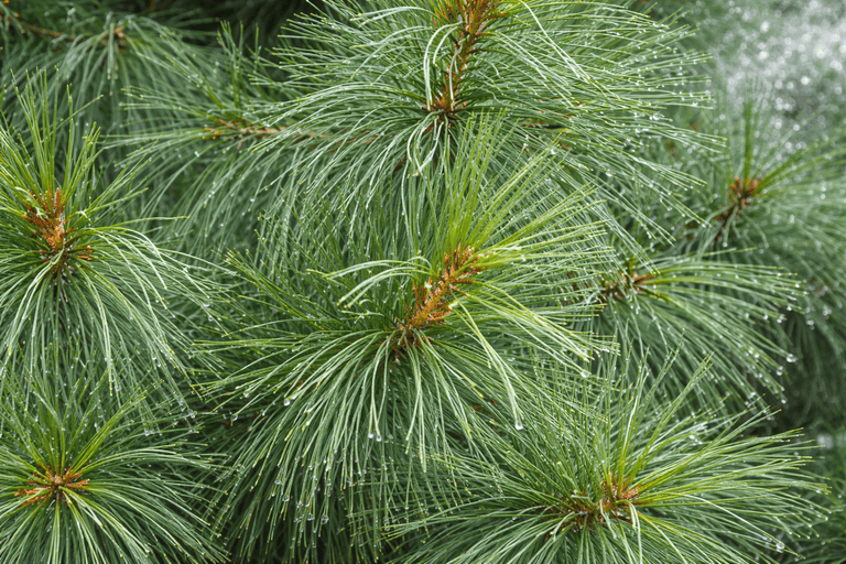 Участок 12 соток, Красногорск